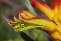 Anigozanthos humilis humilis