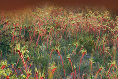 Anigozanthos manglesii