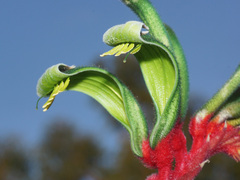 Anigozanthos manglesii