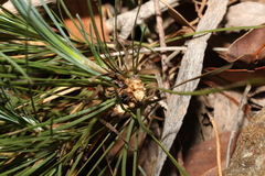 Lomandra glauca