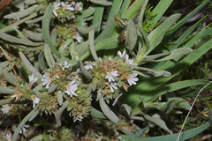 Scaevola canescens