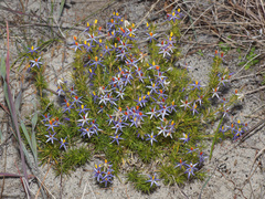 Calectasia narragara
