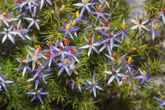 Calectasia narragara
