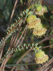 Pimelea sulphurea