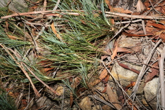 Lomandra glauca