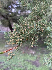 Cupressus