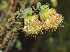 Pimelea sulphurea