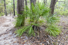 Livistona decora