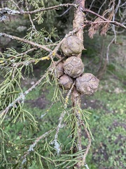 Cupressus