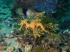 Phycodurus eques