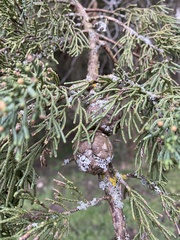 Cupressus
