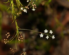 Platysace linearifolia