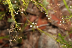 Platysace linearifolia