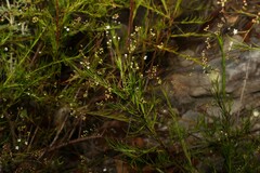 Platysace linearifolia