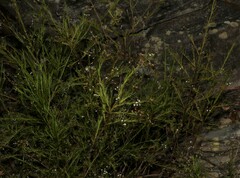 Platysace linearifolia