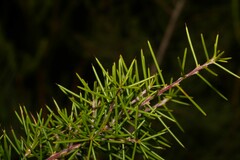 Hakea sericea
