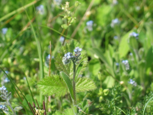 nezábudka kopcová (Myosotis ramosissima)
