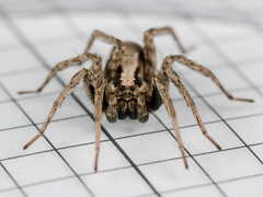 Alopecosa latifasciata