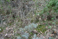 Lavandula angustifolia