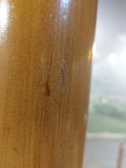 Culiseta longiareolata