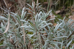 Lavandula angustifolia