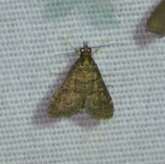 Steniodes declivalis