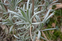 Lavandula angustifolia