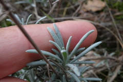 Lavandula angustifolia