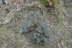 Lavandula angustifolia