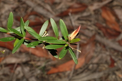 Grevillea sericea