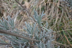 Lavandula angustifolia