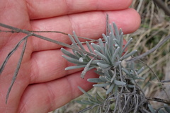 Lavandula angustifolia
