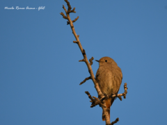 Phoenicurus ochruros