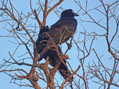 Corvus coronoides perplexus