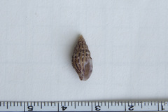 Columbellidae