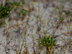 Anthocercis littorea