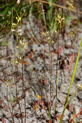 Anthocercis littorea