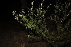 Grevillea sericea