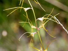 Anthocercis littorea