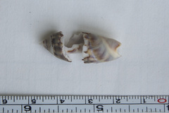 Agaronia gibbosa