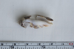 Agaronia gibbosa