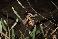 Acacia suaveolens