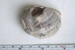 Purpura bufo