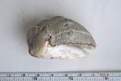 Purpura bufo