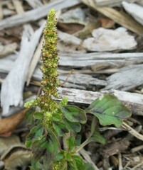 Amaranthus blitum