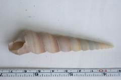 Turritella