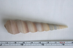 Turritella