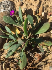 Cistanthe maritima