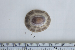 Cellana radiata