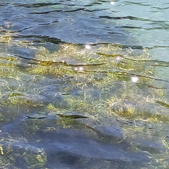 Ranunculus trichophyllus